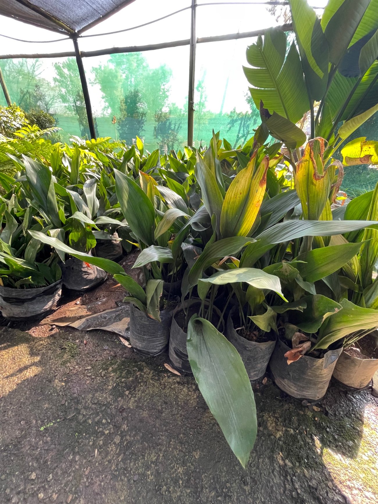 Aspidistra elatior