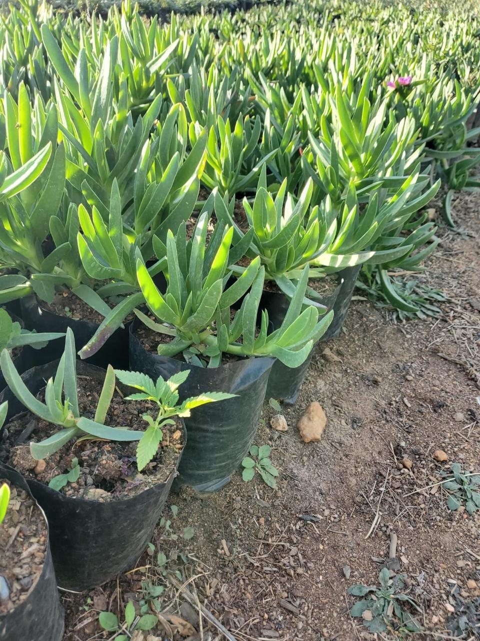 Carpobrotus