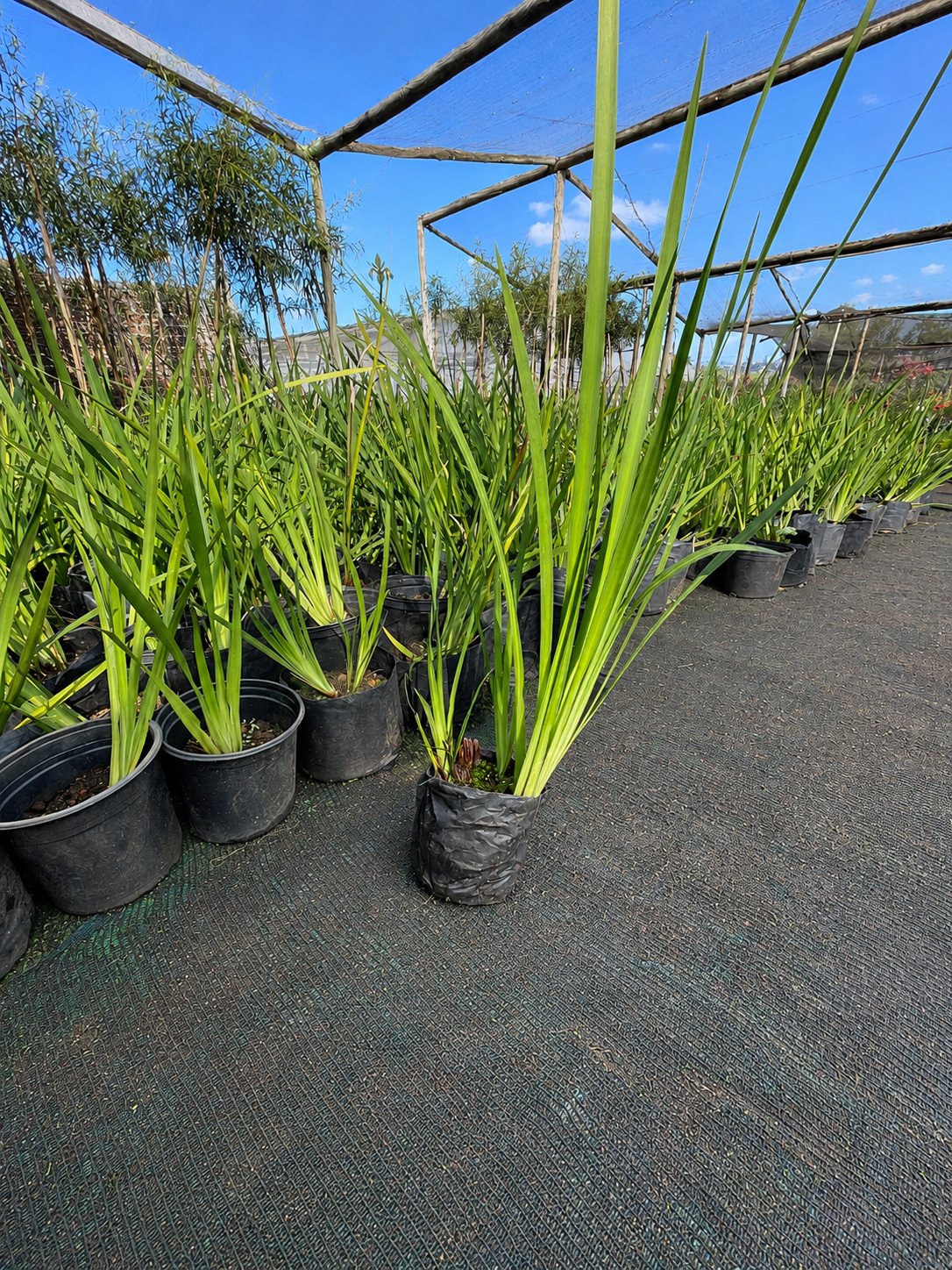 Dietes grandiflora