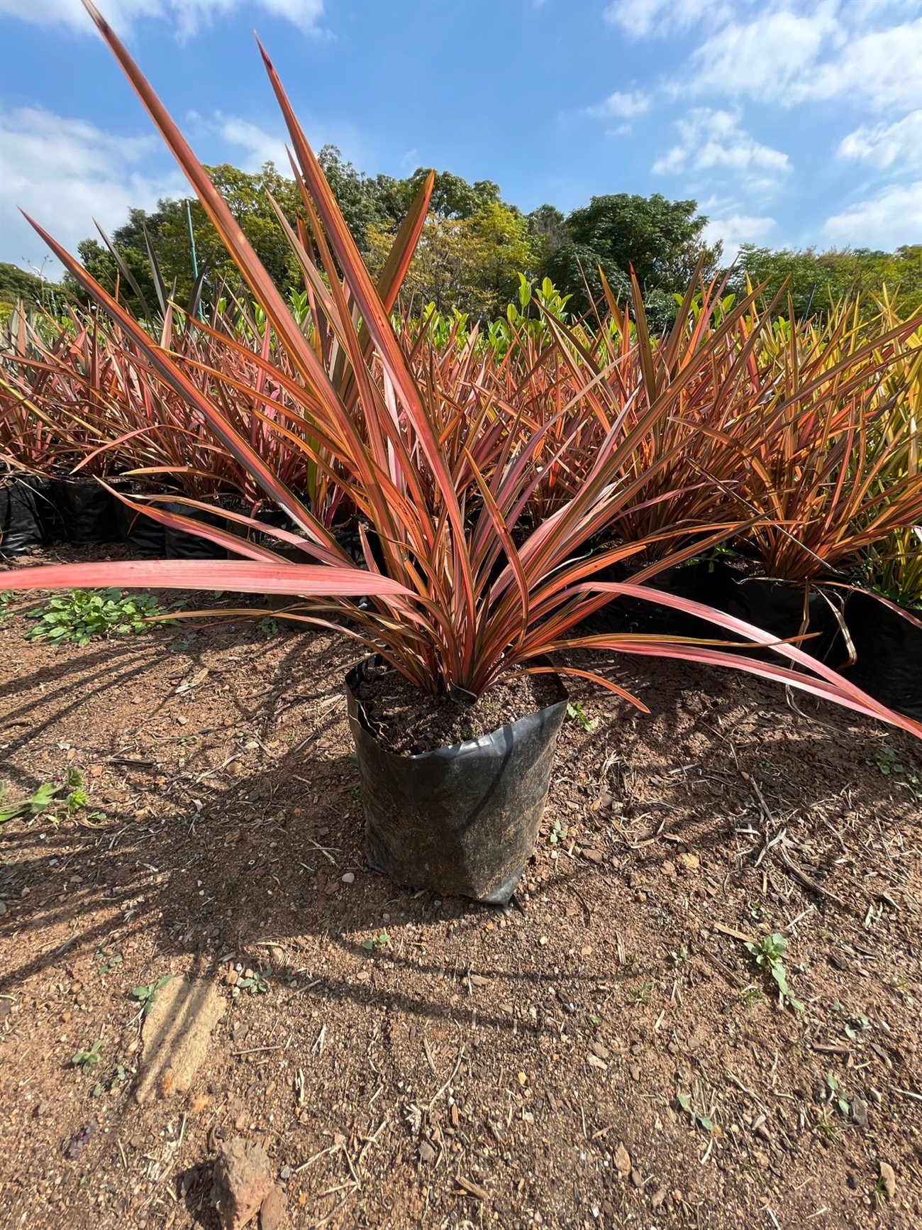 Phormium 'Flamingo'