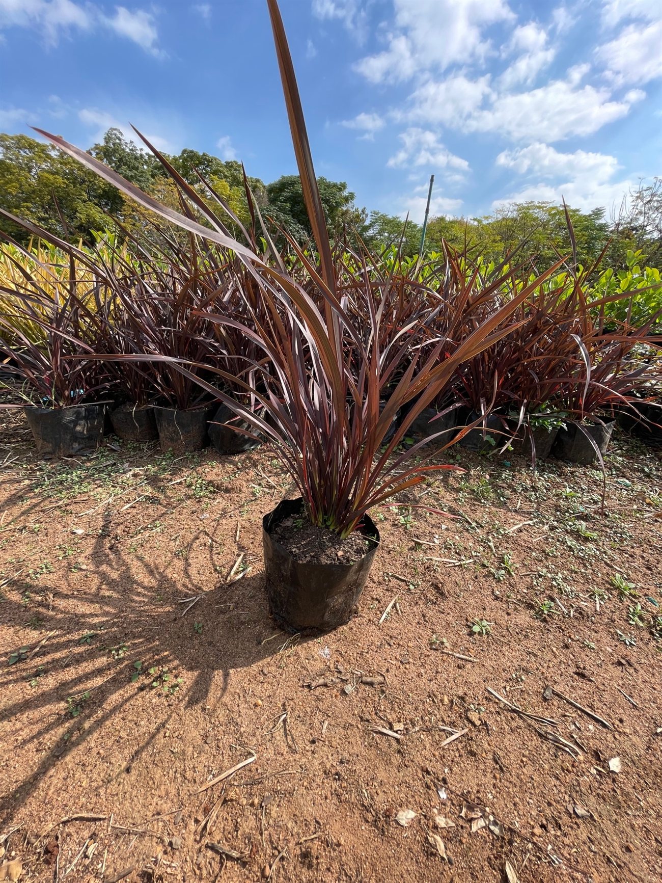 Phormium 'Red Ruby'