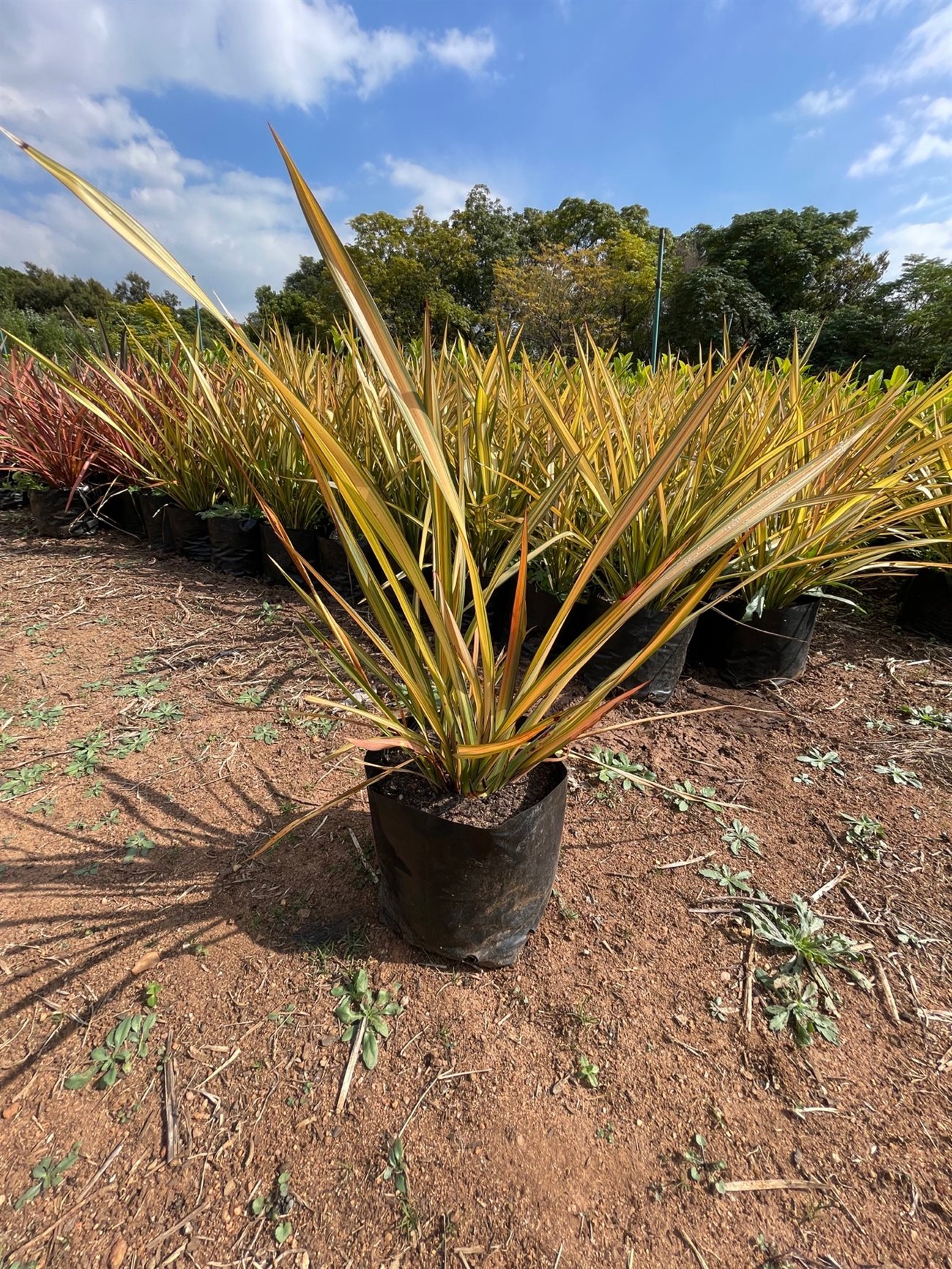 Phormium 'Yellow Wave'