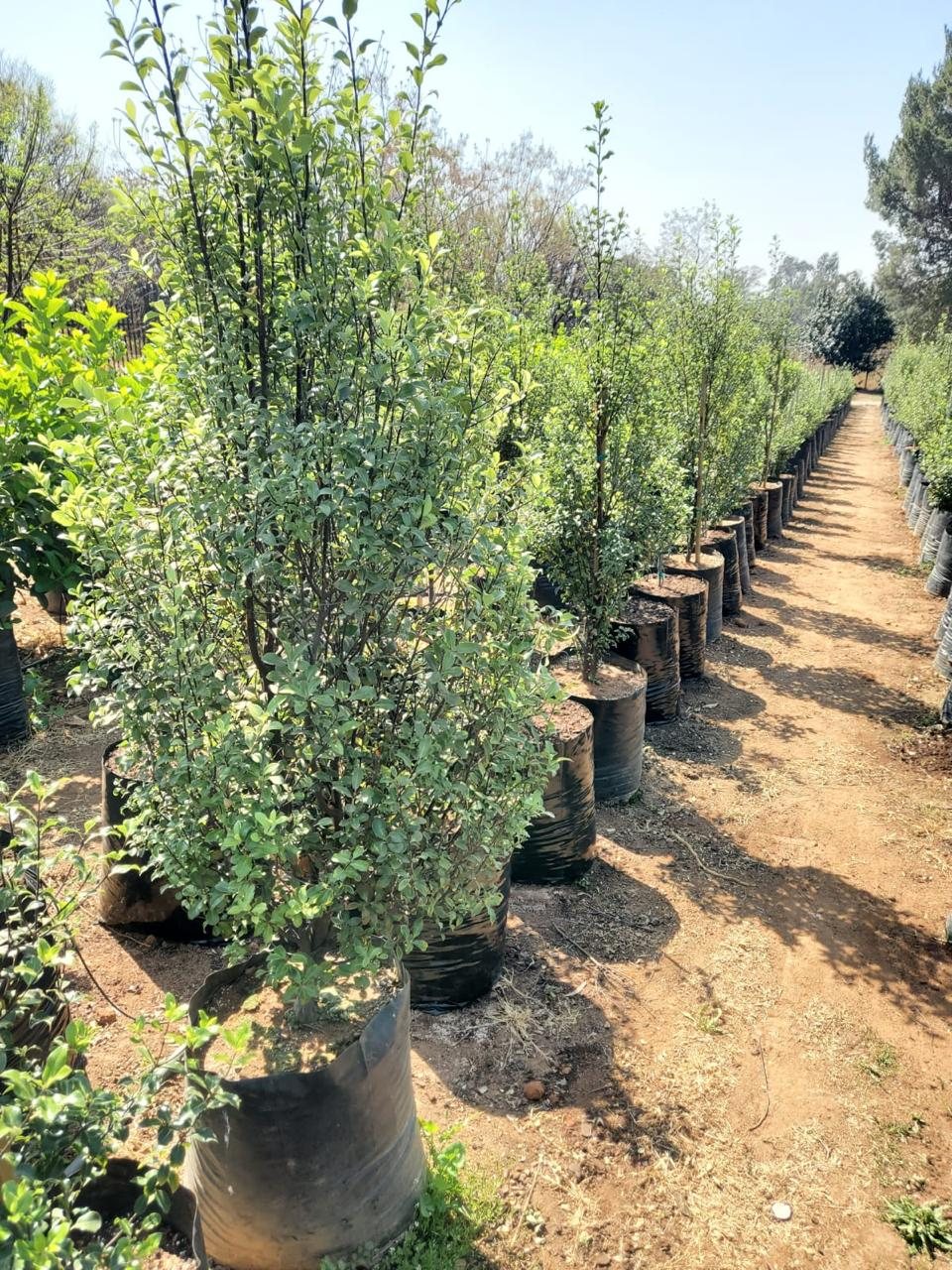 Pittosporum nigrescens