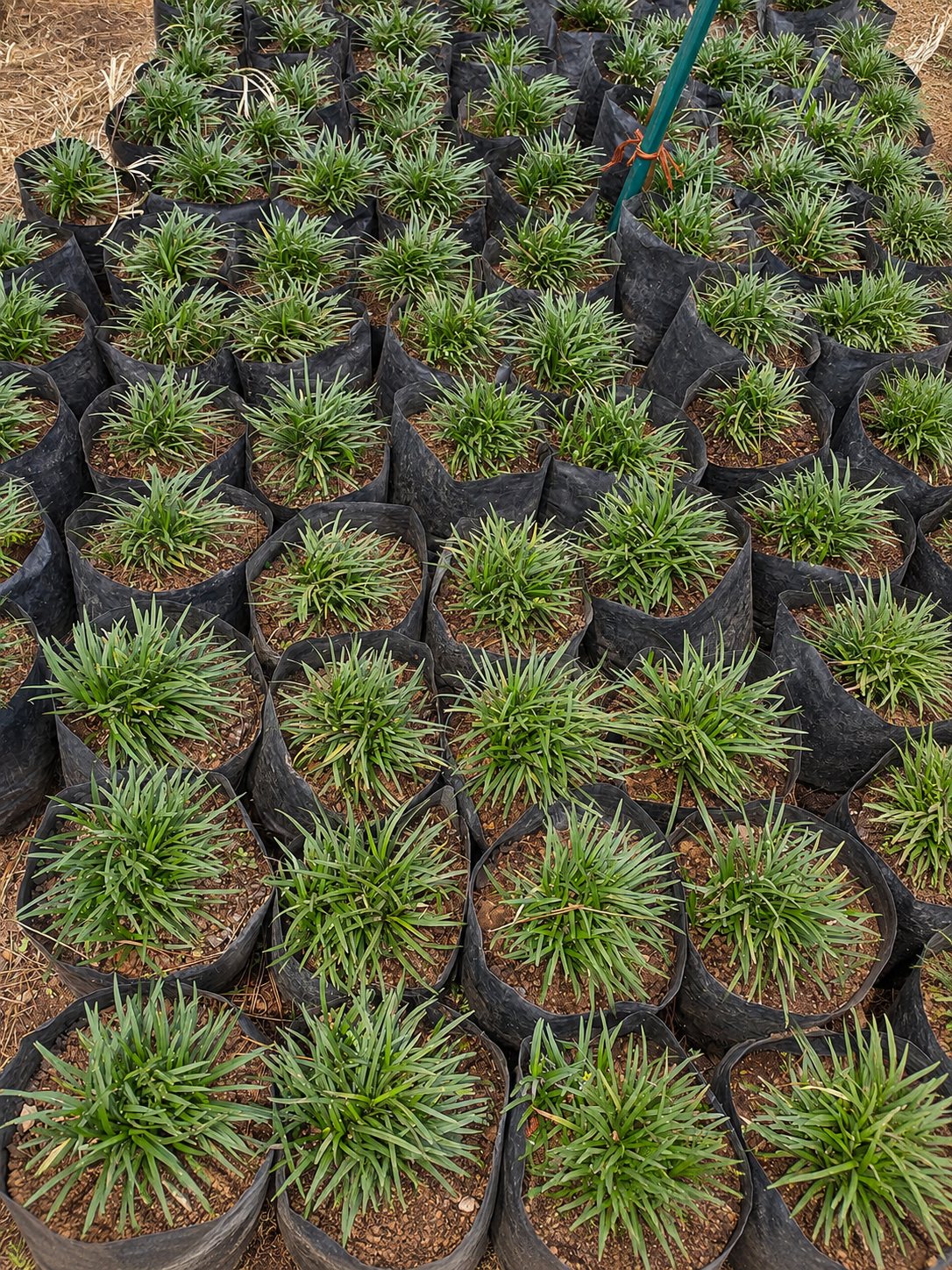 Short Mondo Grass
