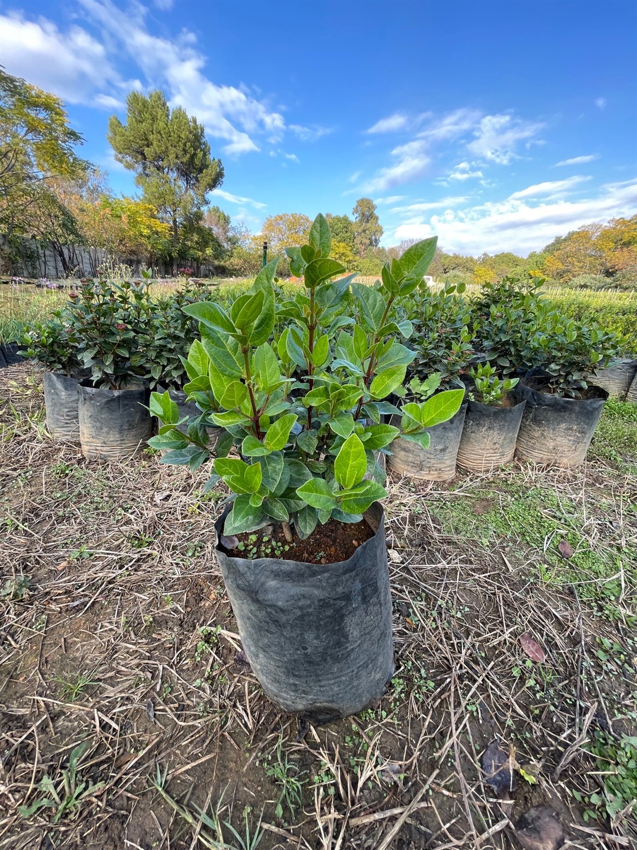 Viburnum Tinus