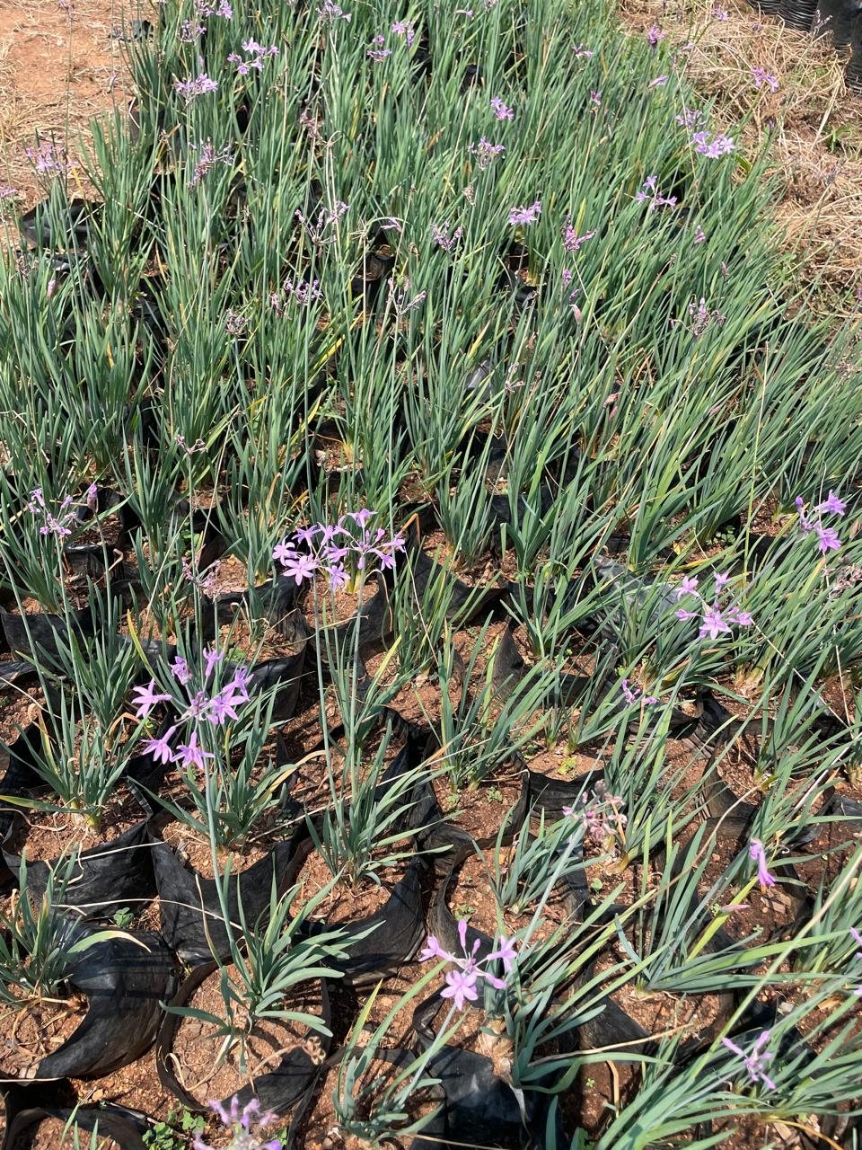 Wild Garlic